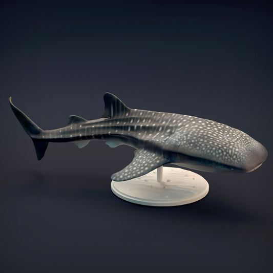 Whale Shark by Iron Gate Scenery...